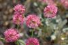 image of Eriogonum grande