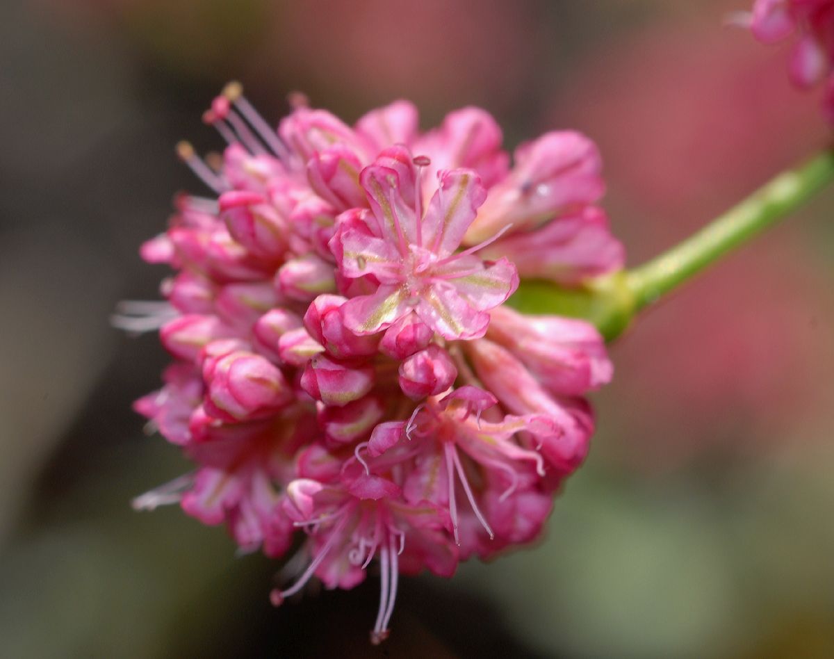 Polygonaceae Eriogonum grande
