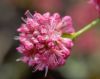 image of Eriogonum grande