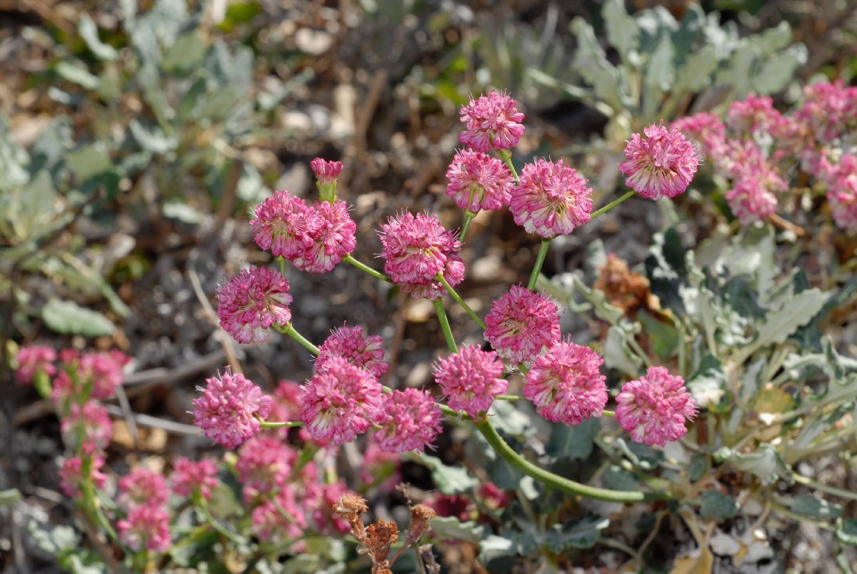 Polygonaceae Eriogonum grande