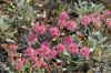 image of Eriogonum grande