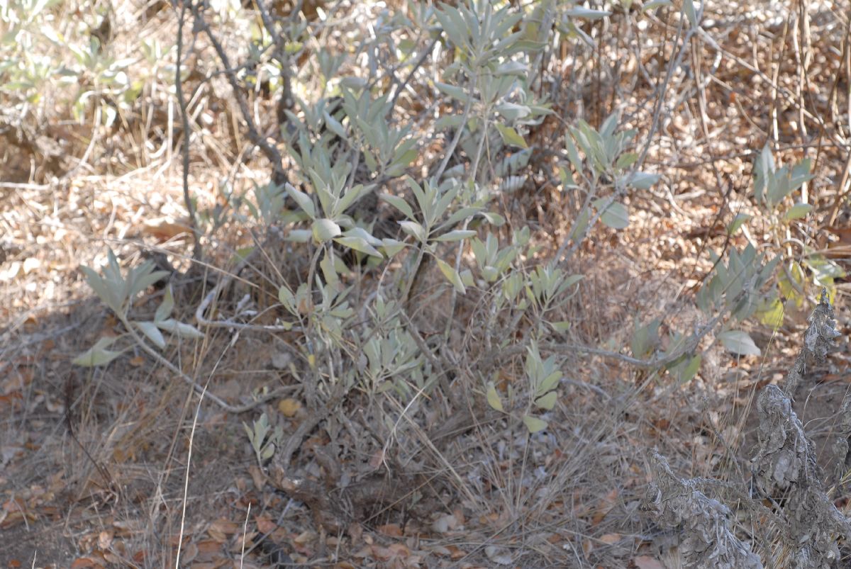 Lamiaceae Salvia apiana