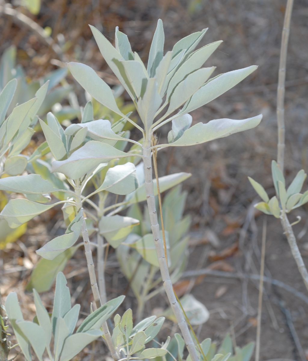Lamiaceae Salvia apiana