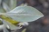 image of Salvia apiana