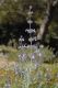 image of Salvia brandegeei