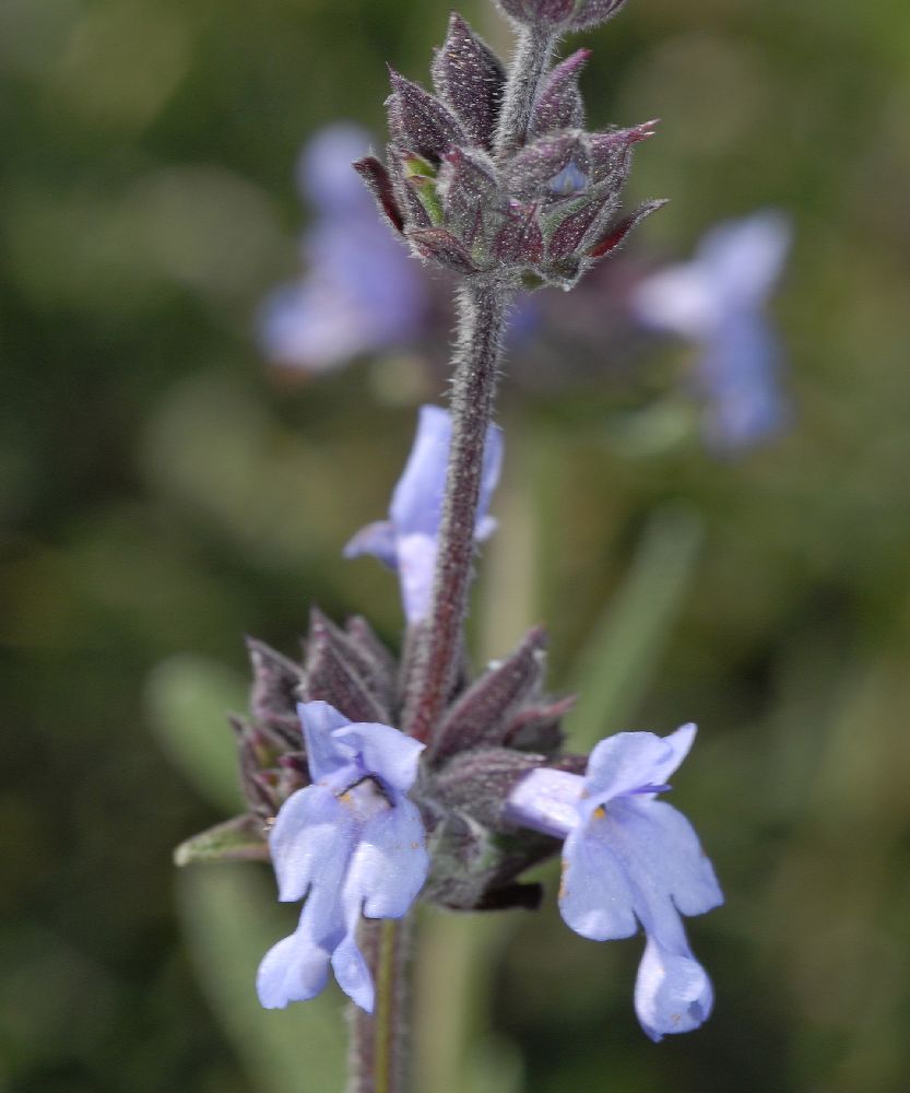 Lamiaceae Salvia brandegeei