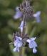 image of Salvia brandegeei