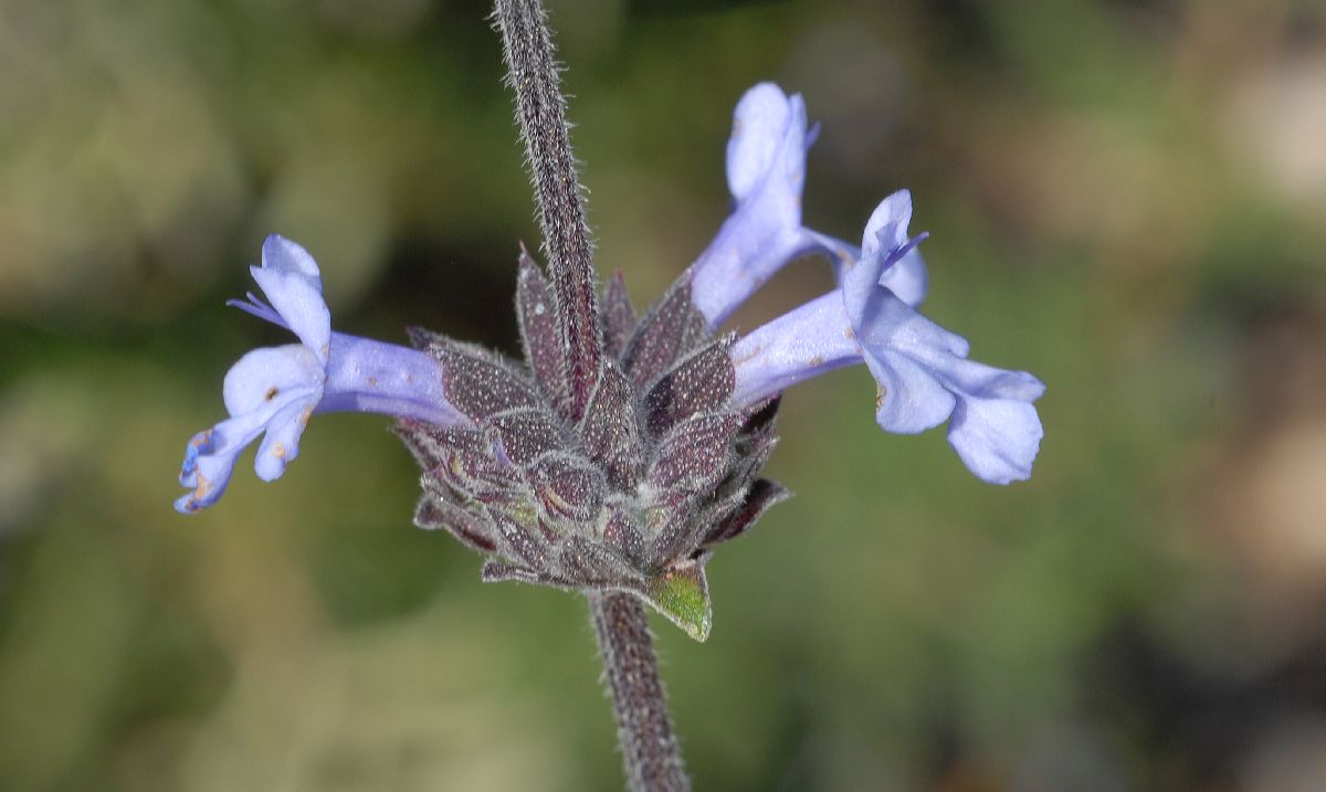 Lamiaceae Salvia brandegeei
