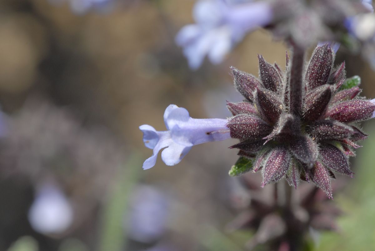Lamiaceae Salvia brandegeei