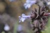 image of Salvia brandegeei
