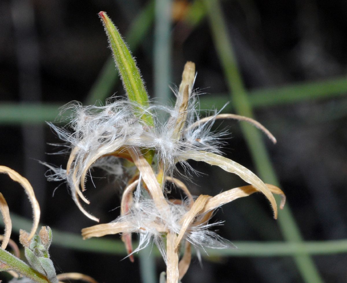 Onagraceae Epilobium californica