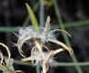 image of Epilobium californica