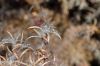 image of Epilobium californica