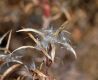 image of Epilobium californica