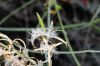 image of Epilobium californica