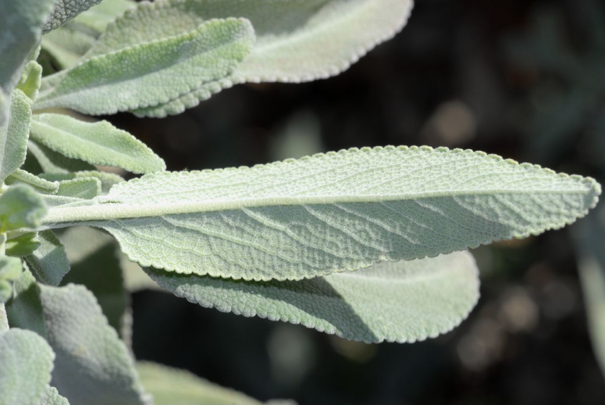 Lamiaceae Salvia leucophylla