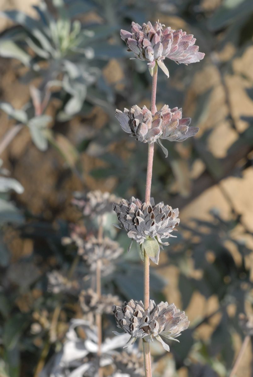Lamiaceae Salvia leucophylla