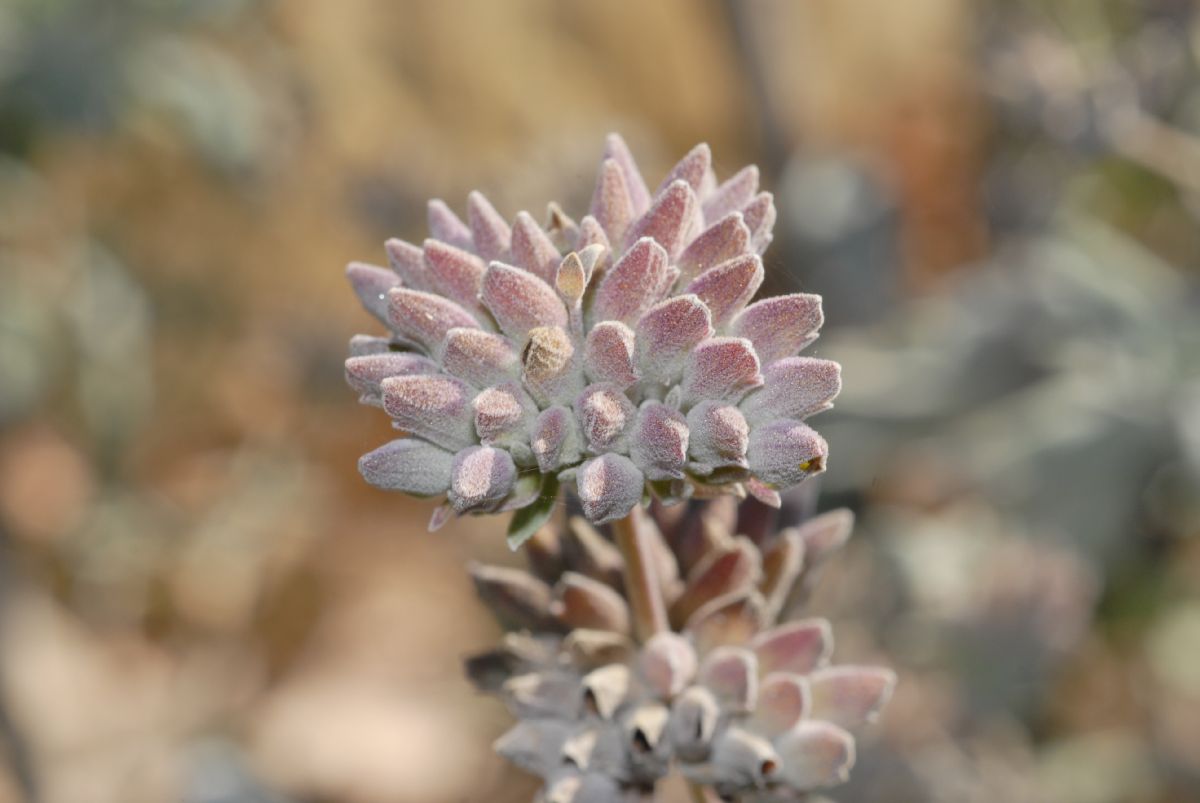 Lamiaceae Salvia leucophylla