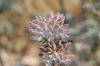 image of Salvia leucophylla