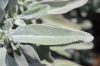 image of Salvia leucophylla