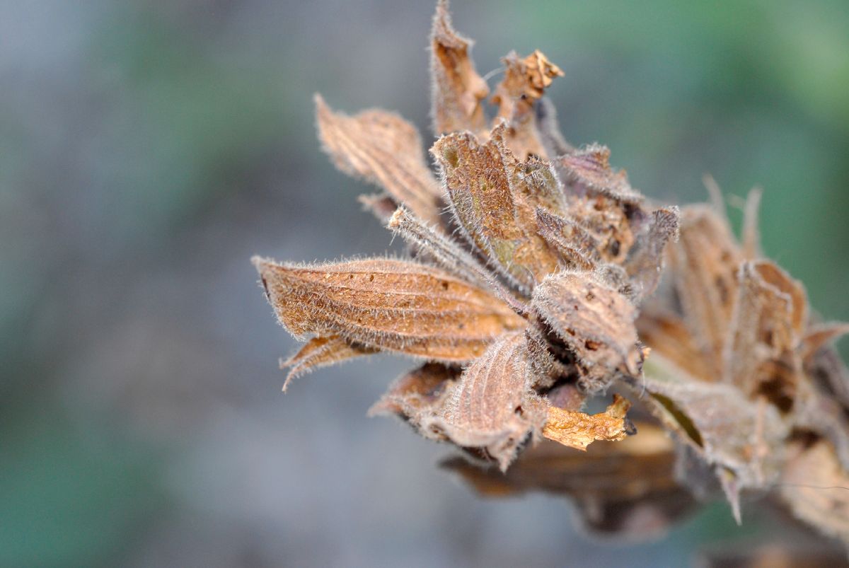 Lamiaceae Salvia spathacea