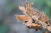 image of Salvia spathacea