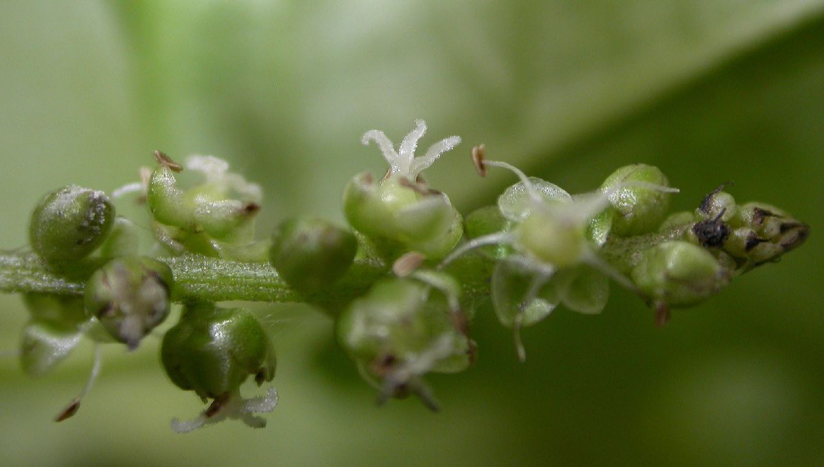 Amaranthaceae Deeringia amaranthoides