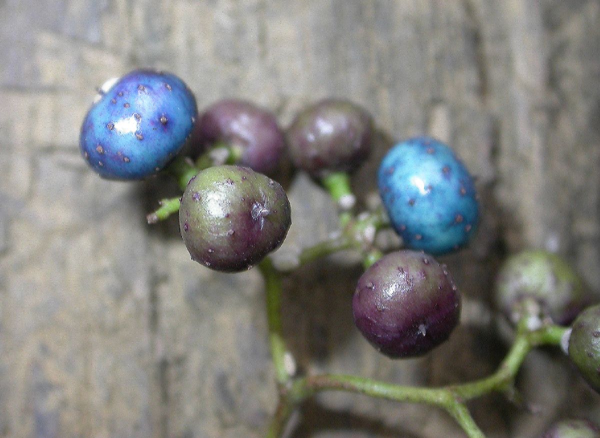 Vitaceae Ampelopsis 