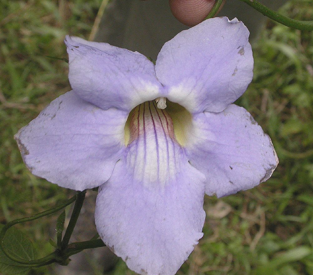 Acanthaceae Thunbergia grandiflora