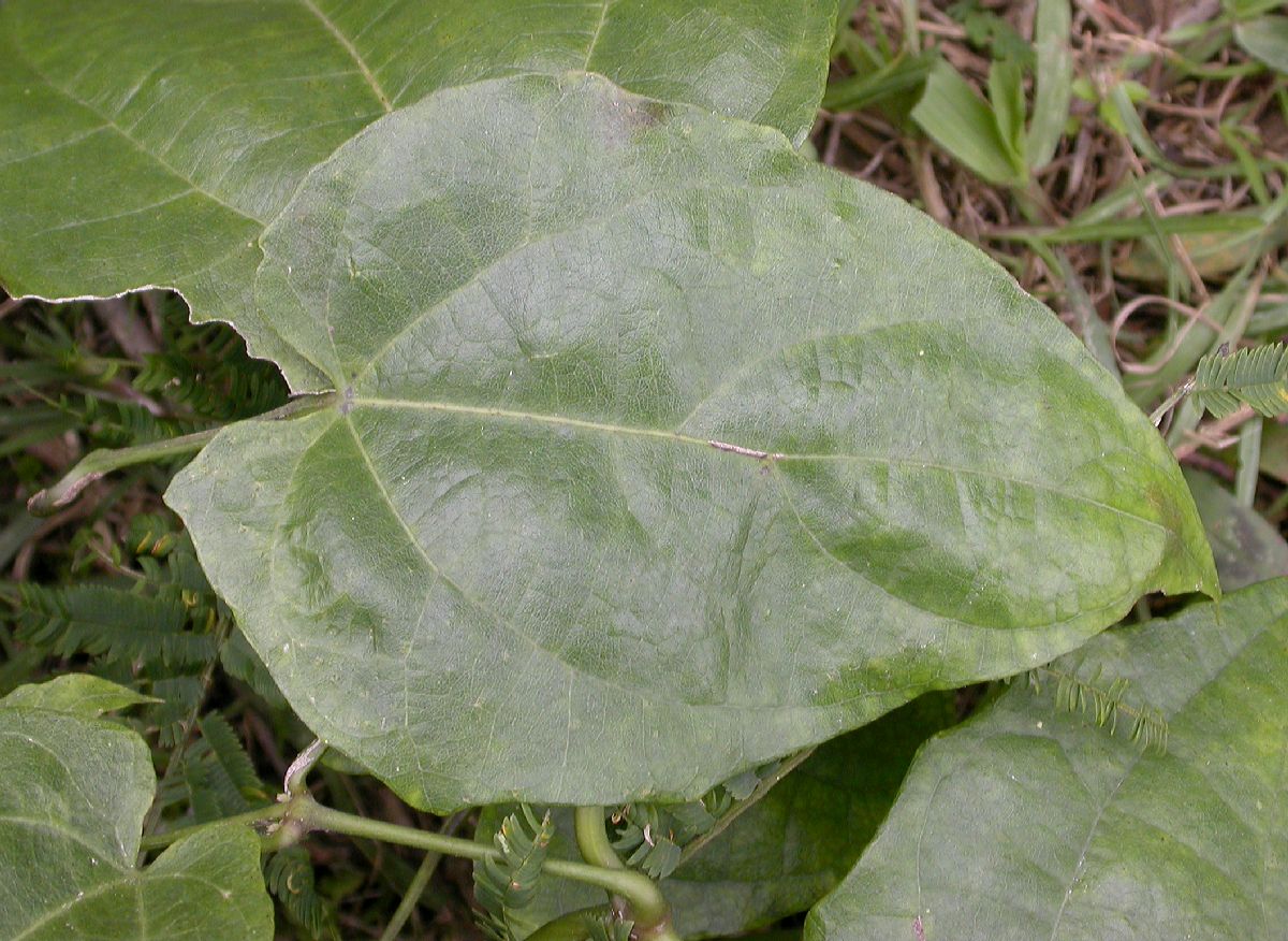 Acanthaceae Thunbergia grandiflora