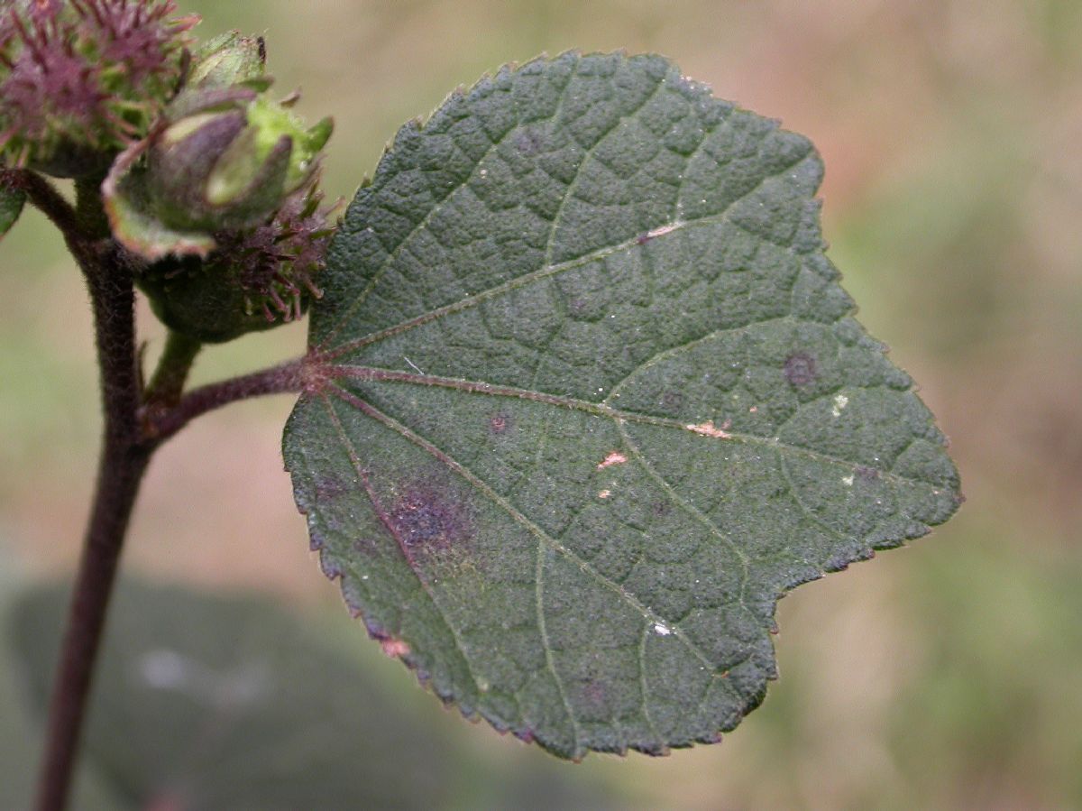 Malvaceae Urena lobata