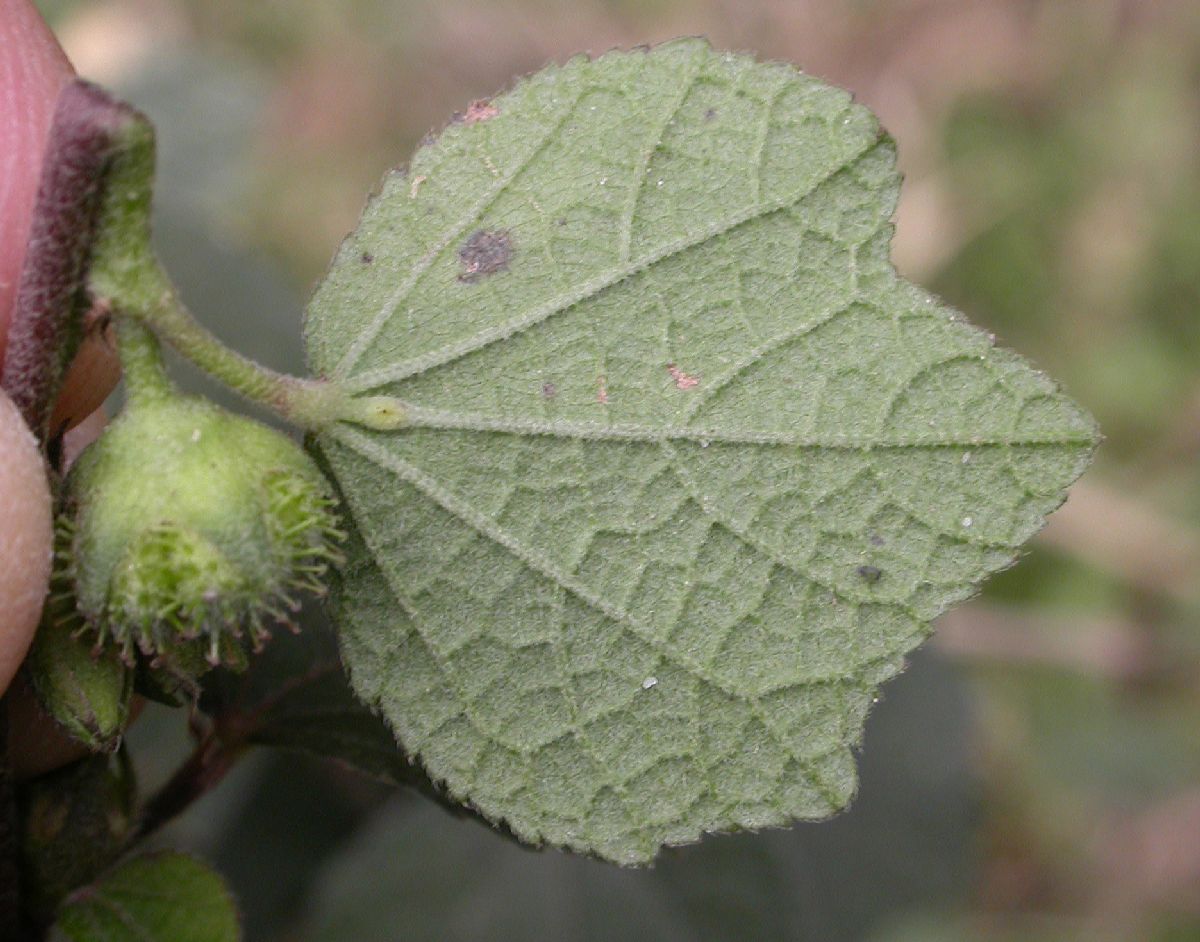 Malvaceae Urena lobata