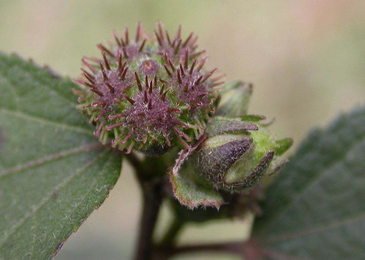 Malvaceae Urena lobata