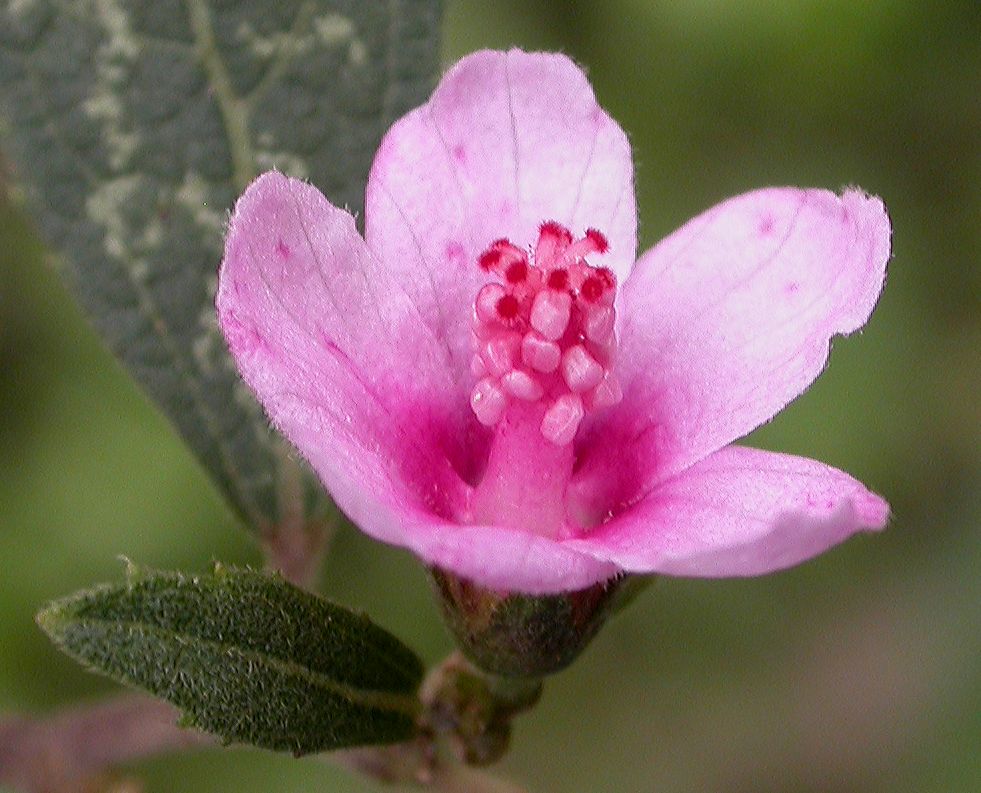 Malvaceae Urena lobata