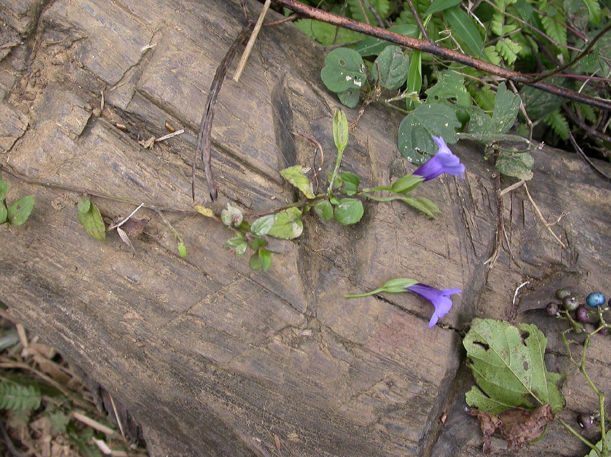 Scrophulariaceae  