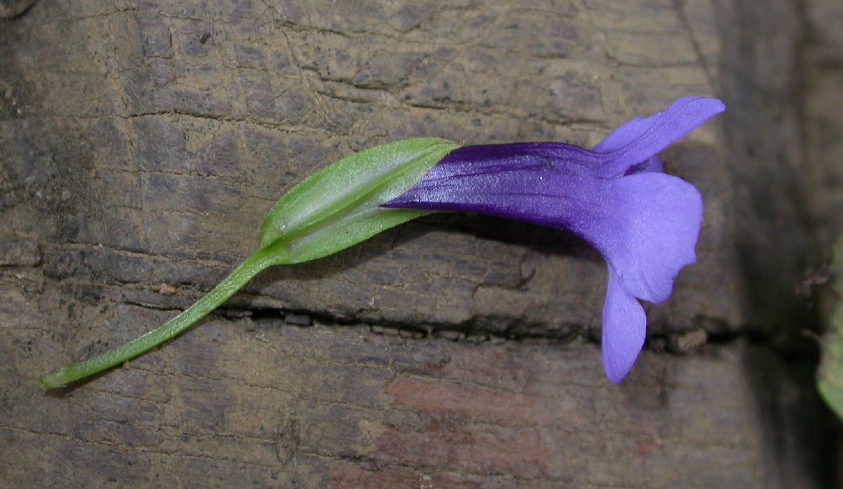 Scrophulariaceae  