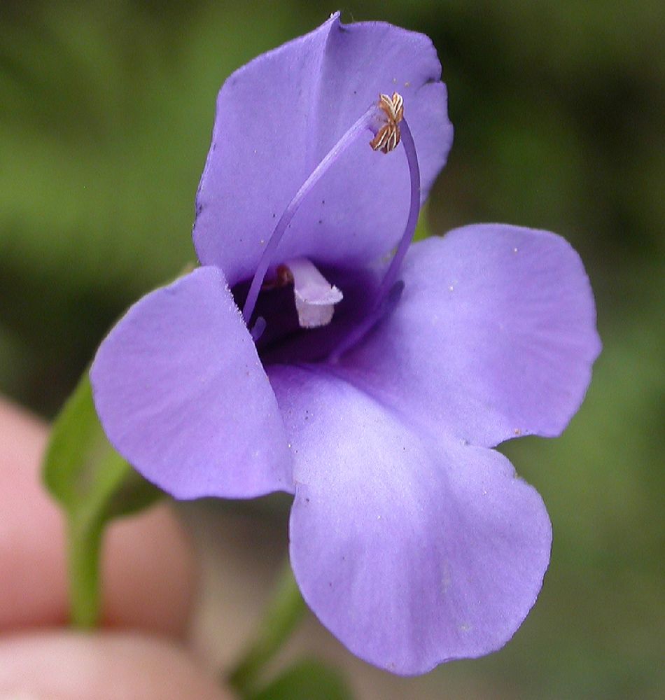 Scrophulariaceae  
