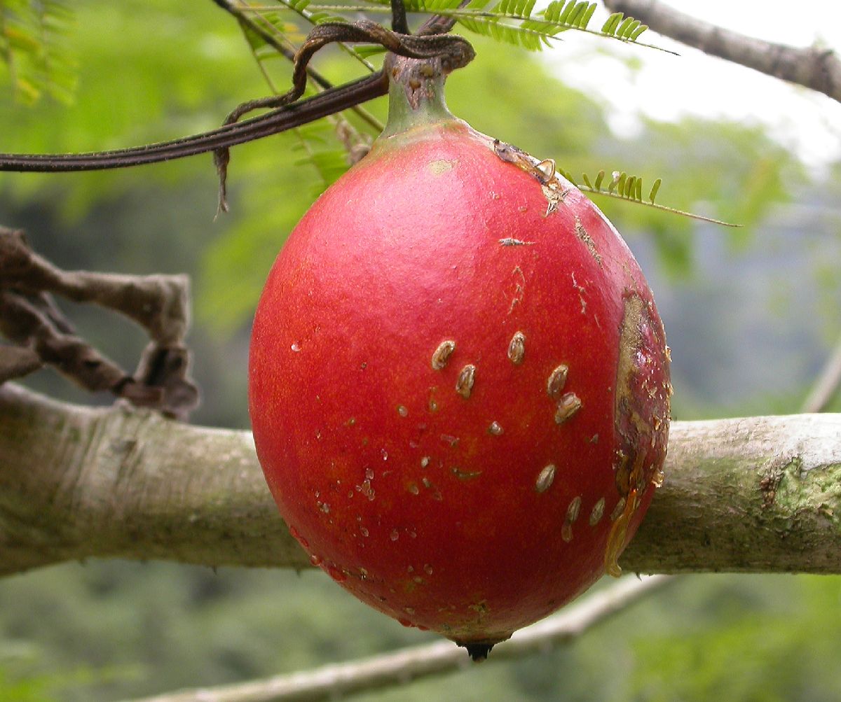 Cucurbitaceae Trichosanthes 