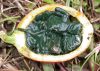 image of Trichosanthes 