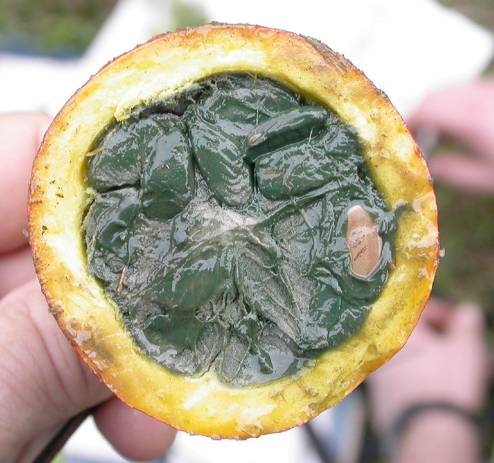 Cucurbitaceae Trichosanthes 