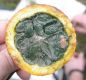 image of Trichosanthes 