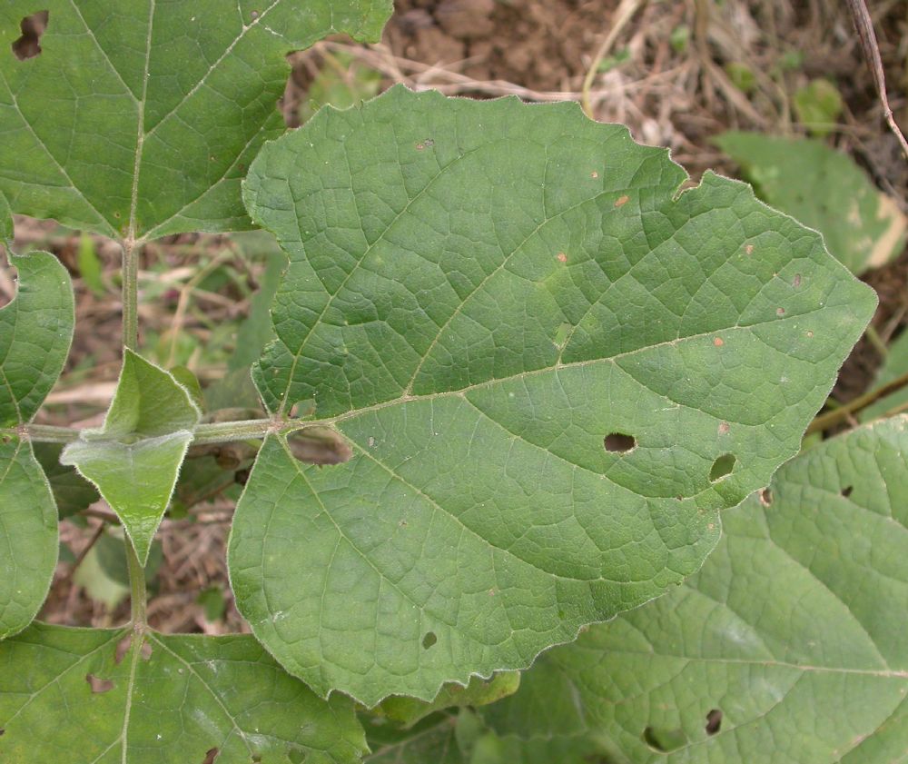 Lamiaceae Clerodendrum chinese