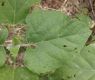 image of Clerodendrum chinese