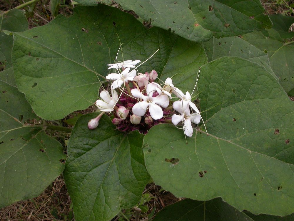 Lamiaceae Clerodendrum chinese