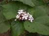 image of Clerodendrum chinese