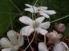 image of Clerodendrum chinese