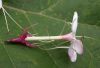 image of Clerodendrum chinese