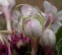 image of Clerodendrum chinese