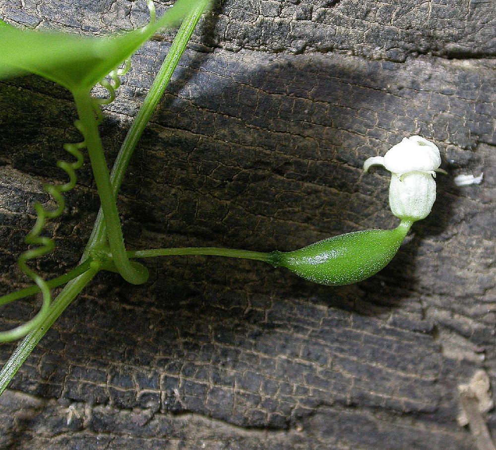 Cucurbitaceae Melothria 
