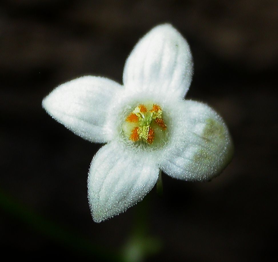 Cucurbitaceae Melothria 